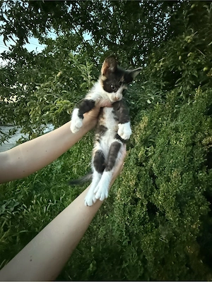 pisică tuxedo își caută familia - imagine 2