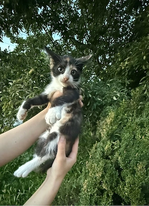pisică tuxedo își caută familia