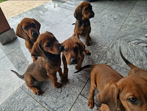 Catei de vanzare
