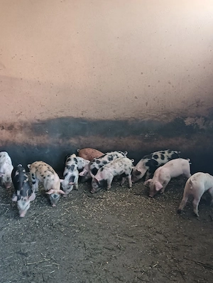 purcei de vânzare 