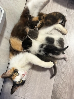 Pisică spre adopție  - imagine 3