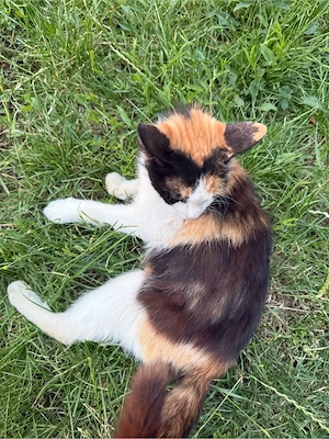 Pisică spre adopție  - imagine 2