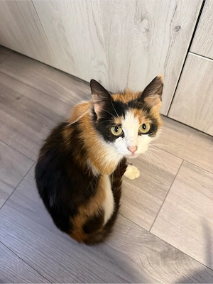 Pisică spre adopție 