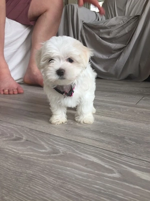Bichon toy baieței și fetițe