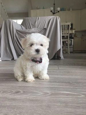 Bichon toy baieței și fetițe - imagine 2