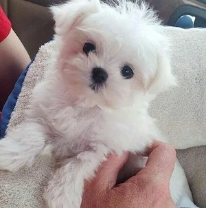 Bichon toy puiuți
