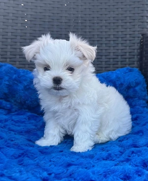 Bichon toy puiuți - imagine 3
