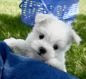Bichon toy puiuți - imagine 2