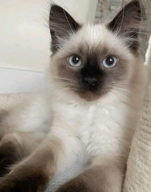 Motănel ragdoll superb