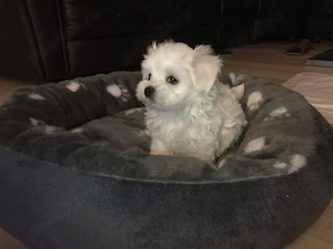 Bichon talie micuță