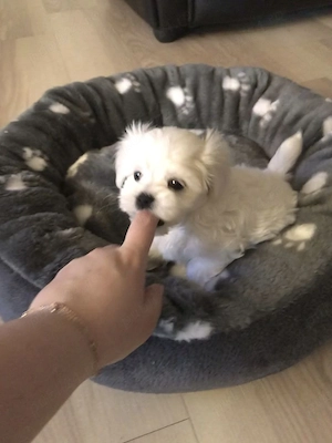 Bichon talie micuță - imagine 2