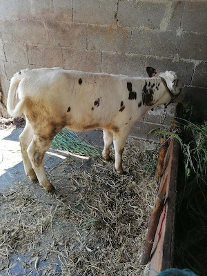 Vaca Holstein-Friză cu vițea  - imagine 4