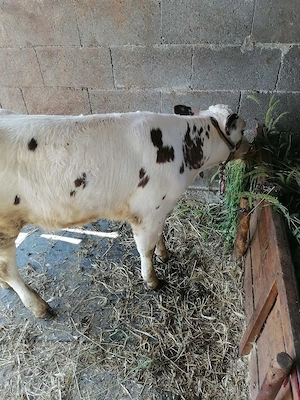 Vaca Holstein-Friză cu vițea  - imagine 5