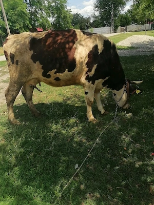 Vaca Holstein-Friză cu vițea  - imagine 2