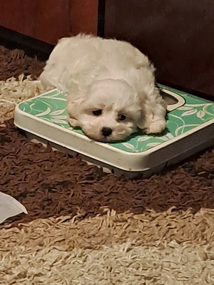 vând bichon maltez  - imagine 4