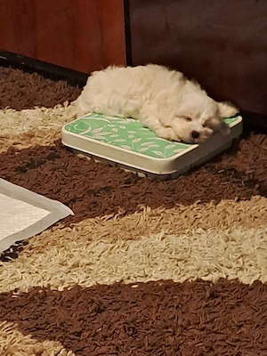 vând bichon maltez  - imagine 5