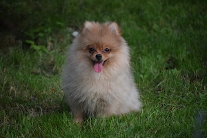Pomeranian fetita cu pedigree - imagine 2