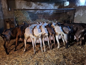 vand capre foarte bune de lapte.pret de la 1000 lei buc .mai multe detalii la nr (  - imagine 3