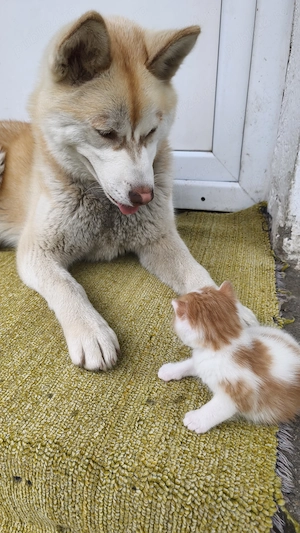 Femelă Husky Siberian   9 luni  - imagine 3