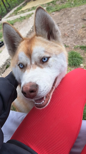 Femelă Husky Siberian   9 luni  - imagine 4