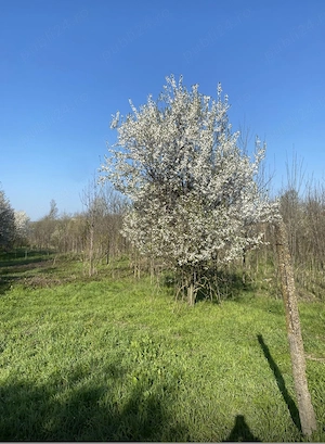 Teren 4700 mp cu 2 case batranesti izvoru de sus Arges  - imagine 4