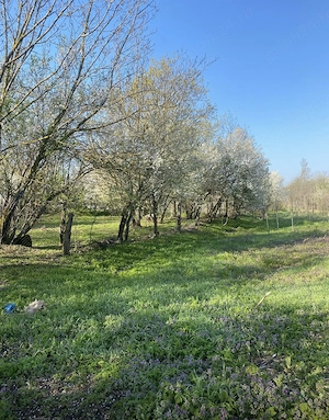 Teren 4700 mp cu 2 case batranesti izvoru de sus Arges  - imagine 5