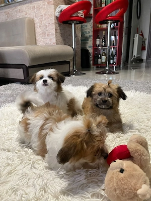 Cățeluși Bichon Maltez rasă pură   10 săptămâni, deparazitati intern,extern - imagine 5