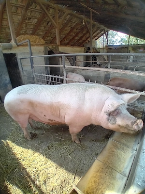 vand porc  - imagine 3