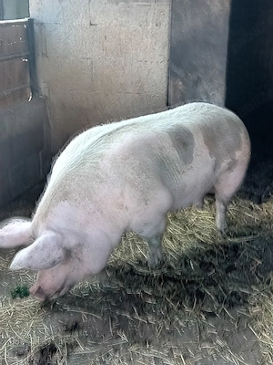 vand porc  - imagine 2