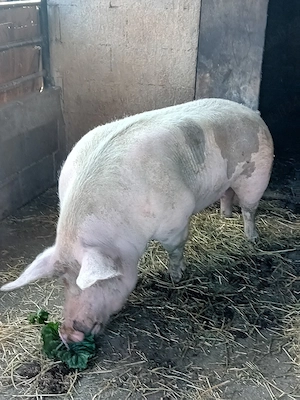 vand porc  - imagine 4