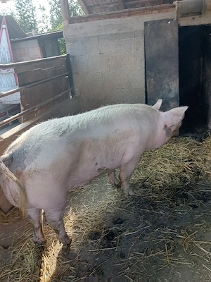 vand porc  - imagine 5