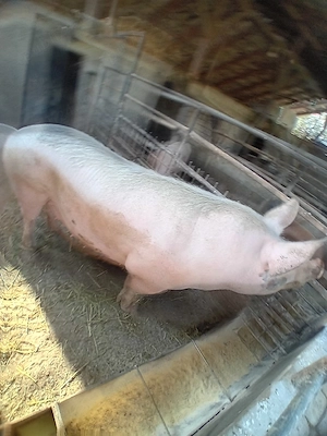 vand porc 