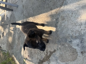 * Pui de Ciobănesc Belgian Malinois - imagine 4