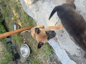 * Pui de Ciobănesc Belgian Malinois - imagine 5