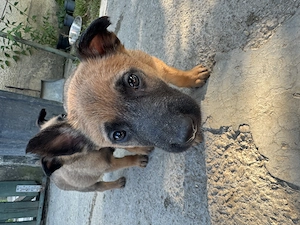 * Pui de Ciobănesc Belgian Malinois - imagine 2