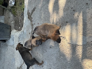 * Pui de Ciobănesc Belgian Malinois - imagine 3