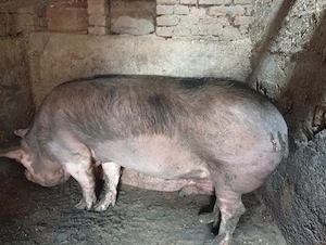 Porci de vanzare - imagine 2