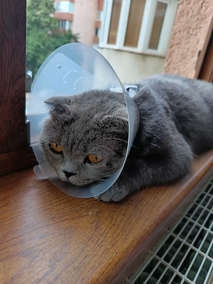 Adopție pisică scottish Fold 