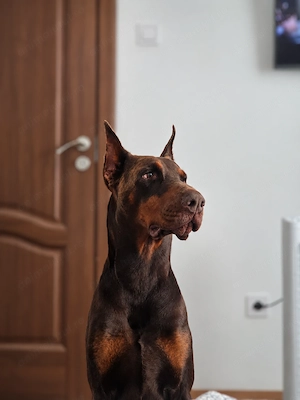 Doberman mascul