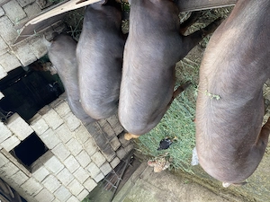 Porci de vanzare 120-125 kg - imagine 2