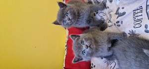  Pisicute ,British shorthair  - imagine 2