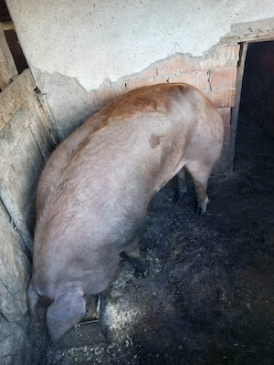 Vand   Porc