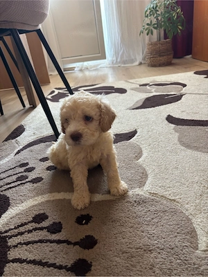 doi puisori de lagotto  - imagine 4