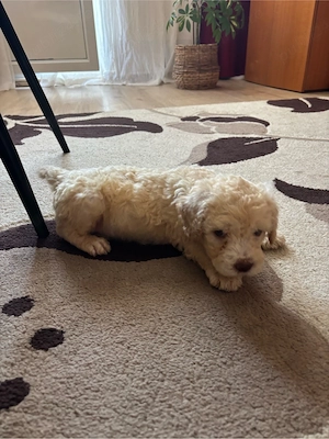 doi puisori de lagotto  - imagine 3