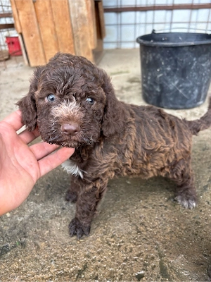 doi puisori de lagotto  - imagine 2