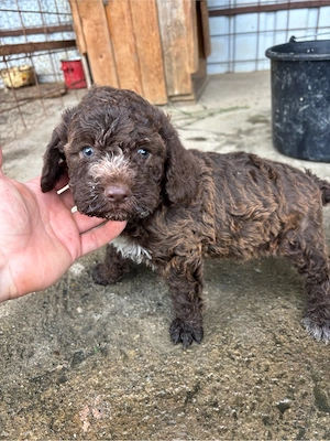 doi puisori de lagotto  - imagine 5