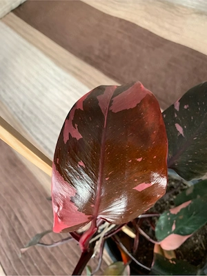 Vând Philodendron Pink Princess 