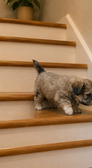shih tzu micuț ajut cu transport. în țară contra cost. - imagine 2