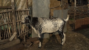 Vând țap anglonubian
