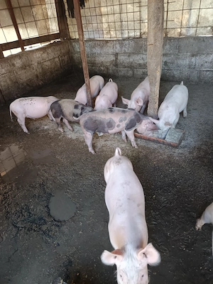 Vând purcei de 8 săptămâni,detalii in privat